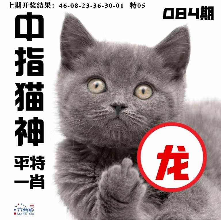 084期中指猫神[图]